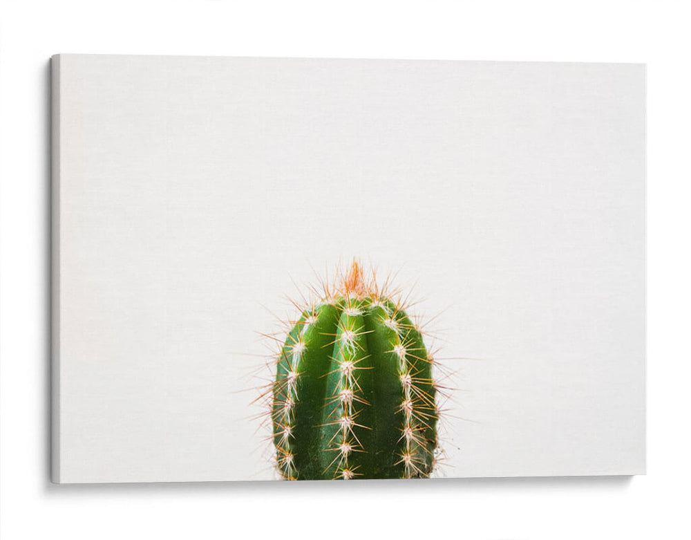 Espinazo del cactus | Cuadro decorativo de Canvas Lab