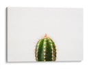 Espinazo del cactus | Cuadro decorativo de Canvas Lab