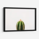 Espinazo del cactus | Cuadro decorativo de Canvas Lab