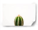 Espinazo del cactus | Cuadro decorativo de Canvas Lab