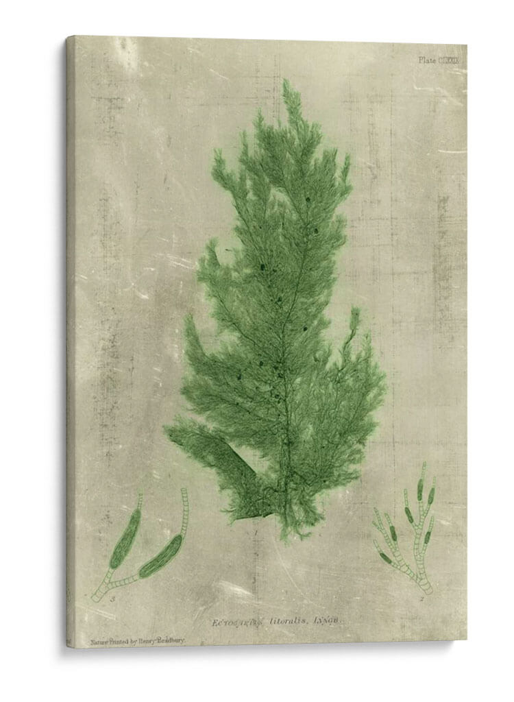 Alga Esmeralda I | Cuadro decorativo de Canvas Lab