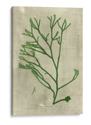Alga Esmeralda Iii | Cuadro decorativo de Canvas Lab
