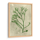 Alga Esmeralda Iii | Cuadro decorativo de Canvas Lab