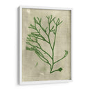 Alga Esmeralda Iii | Cuadro decorativo de Canvas Lab
