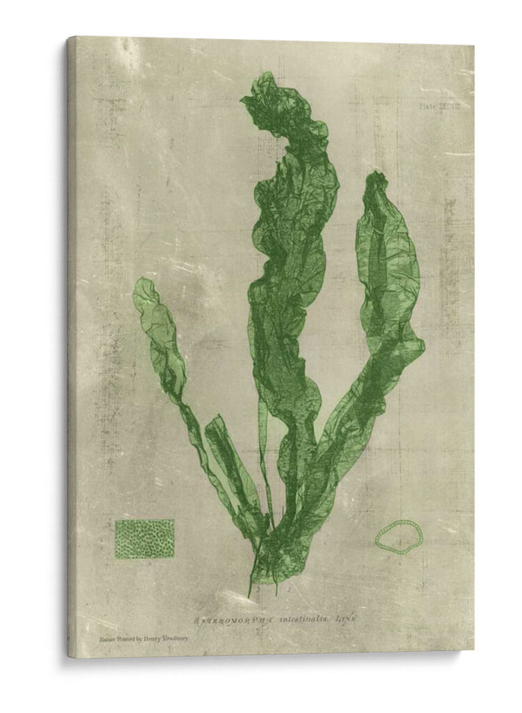 Esmeralda Seaweed Iv | Cuadro decorativo de Canvas Lab