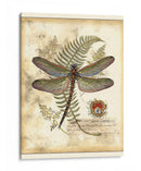 Regal Libélula I - Vision Studio | Cuadro decorativo de Canvas Lab