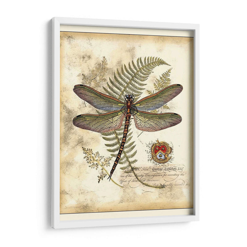 Regal Libélula I - Vision Studio | Cuadro decorativo de Canvas Lab