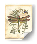 Regal Dragonfly Iii - Vision Studio | Cuadro decorativo de Canvas Lab