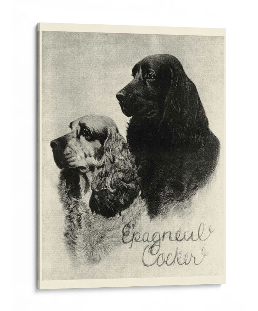 B Y W Epagneul Cocker - Vision Studio | Cuadro decorativo de Canvas Lab