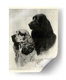 B Y W Epagneul Cocker - Vision Studio | Cuadro decorativo de Canvas Lab