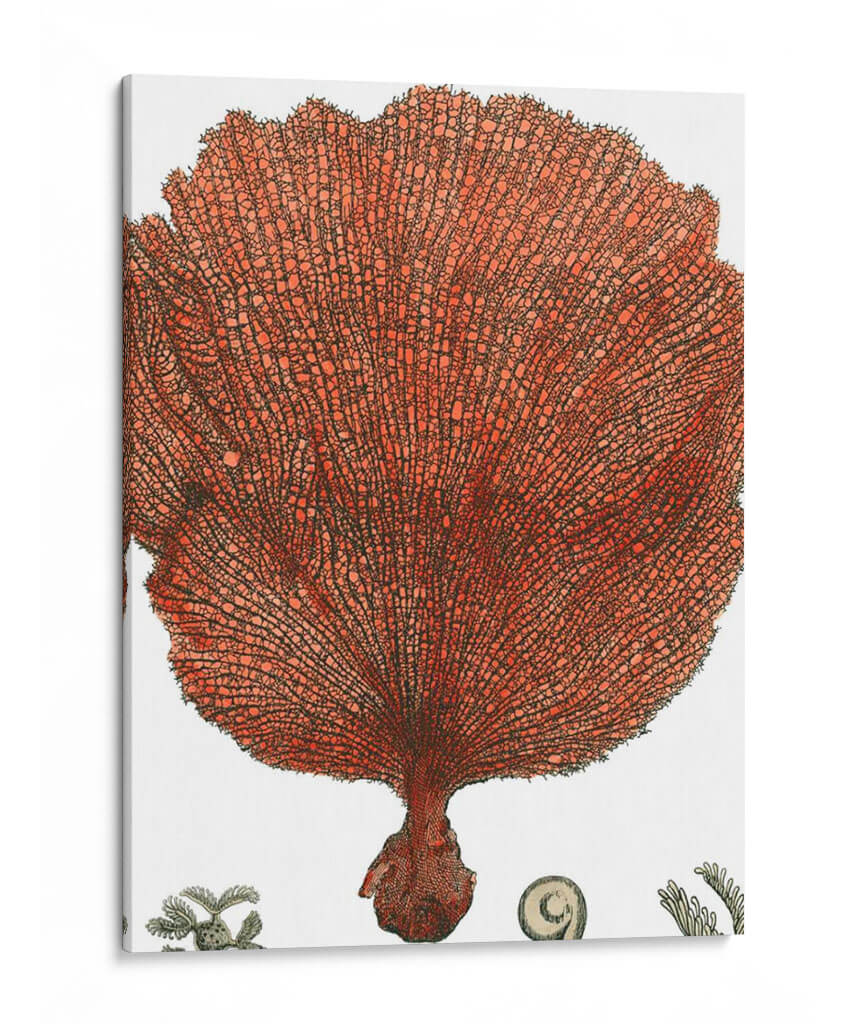 Coral Rojo Ii - Vision Studio | Cuadro decorativo de Canvas Lab