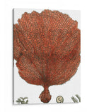 Coral Rojo Ii - Vision Studio | Cuadro decorativo de Canvas Lab