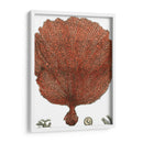 Coral Rojo Ii - Vision Studio | Cuadro decorativo de Canvas Lab