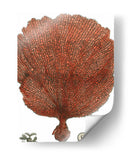 Coral Rojo Ii - Vision Studio | Cuadro decorativo de Canvas Lab