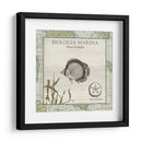 Biologia Marina I - Vision Studio | Cuadro decorativo de Canvas Lab