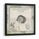 Biologia Marina I - Vision Studio | Cuadro decorativo de Canvas Lab