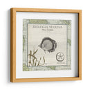 Biologia Marina I - Vision Studio | Cuadro decorativo de Canvas Lab