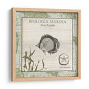 Biologia Marina I - Vision Studio | Cuadro decorativo de Canvas Lab