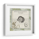 Biologia Marina I - Vision Studio | Cuadro decorativo de Canvas Lab