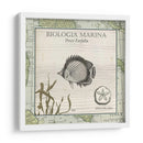 Biologia Marina I - Vision Studio | Cuadro decorativo de Canvas Lab