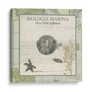 Biologia Marina Ii - Vision Studio | Cuadro decorativo de Canvas Lab