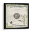 Biologia Marina Ii - Vision Studio | Cuadro decorativo de Canvas Lab