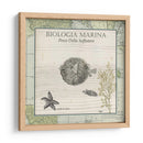 Biologia Marina Ii - Vision Studio | Cuadro decorativo de Canvas Lab