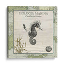 Biologia Marina Iii - Vision Studio | Cuadro decorativo de Canvas Lab