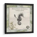 Biologia Marina Iii - Vision Studio | Cuadro decorativo de Canvas Lab