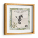 Biologia Marina Iii - Vision Studio | Cuadro decorativo de Canvas Lab