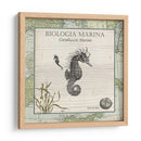 Biologia Marina Iii - Vision Studio | Cuadro decorativo de Canvas Lab