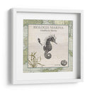 Biologia Marina Iii - Vision Studio | Cuadro decorativo de Canvas Lab