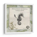 Biologia Marina Iii - Vision Studio | Cuadro decorativo de Canvas Lab