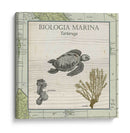 Biologia Marina Iv - Vision Studio | Cuadro decorativo de Canvas Lab