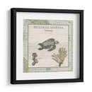 Biologia Marina Iv - Vision Studio | Cuadro decorativo de Canvas Lab