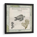 Biologia Marina Iv - Vision Studio | Cuadro decorativo de Canvas Lab