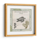 Biologia Marina Iv - Vision Studio | Cuadro decorativo de Canvas Lab