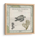 Biologia Marina Iv - Vision Studio | Cuadro decorativo de Canvas Lab
