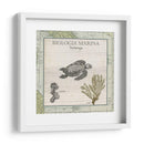 Biologia Marina Iv - Vision Studio | Cuadro decorativo de Canvas Lab