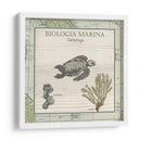Biologia Marina Iv - Vision Studio | Cuadro decorativo de Canvas Lab