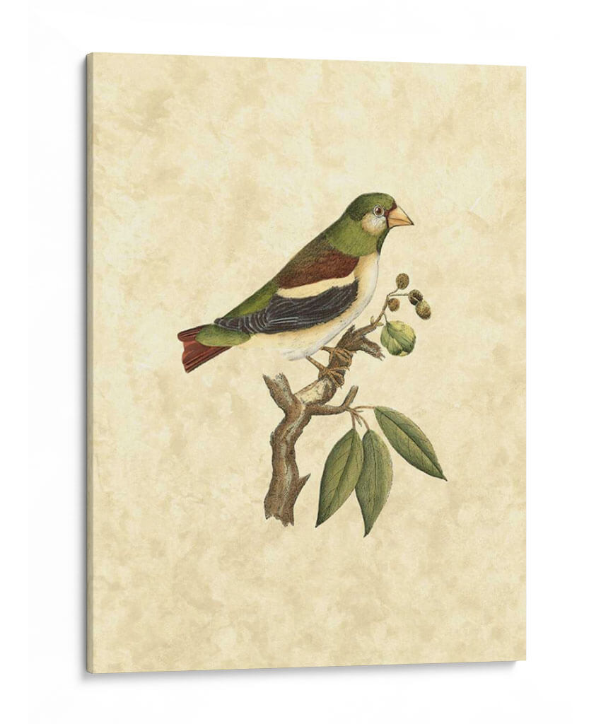 Selby Birds V - John Selby | Cuadro decorativo de Canvas Lab