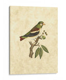 Selby Birds V - John Selby | Cuadro decorativo de Canvas Lab