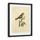 Selby Birds V - John Selby | Cuadro decorativo de Canvas Lab