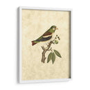 Selby Birds V - John Selby | Cuadro decorativo de Canvas Lab