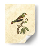 Selby Birds V - John Selby | Cuadro decorativo de Canvas Lab