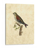 Selby Birds Vi - John Selby | Cuadro decorativo de Canvas Lab