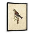 Selby Birds Vi - John Selby | Cuadro decorativo de Canvas Lab