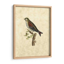 Selby Birds Vi - John Selby | Cuadro decorativo de Canvas Lab