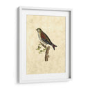 Selby Birds Vi - John Selby | Cuadro decorativo de Canvas Lab