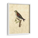 Selby Birds Vi - John Selby | Cuadro decorativo de Canvas Lab